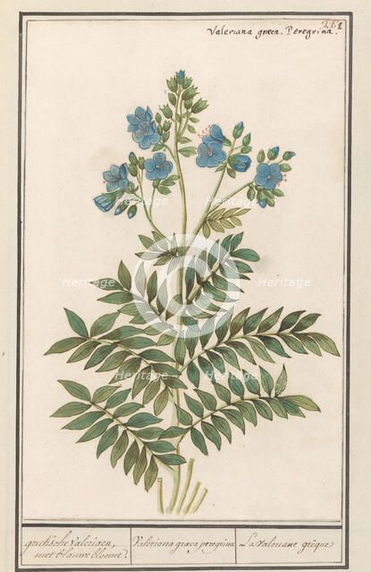 Jacob's Ladder (Polemonium Caerulum), 1596-1610. Creators: Anselmus de Boodt, Elias Verhulst.