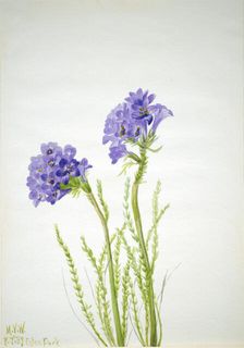 Jacob's Ladder (Polemonium viscosum), 1937. Creator: Mary Vaux Walcott