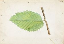 Jagged Leaf Edge Caterpillar..., late 19th-early 20th century. Creator: Emma Beach Thayer