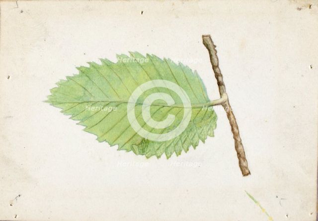 Jagged Leaf Edge Caterpillar..., late 19th-early 20th century. Creator: Emma Beach Thayer.