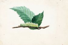 Jagged Leaf Edge Caterpillar..., late 19th-early 20th century. Creator: Louis Agassiz Fuertes