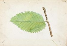 Jagged Leaf Edge Caterpillar..., late 19th-early 20th century. Creator: Emma Beach Thayer