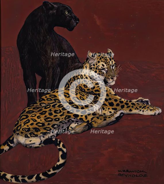 Jaguar and Black Panther. Creator: Warwick Reynolds.
