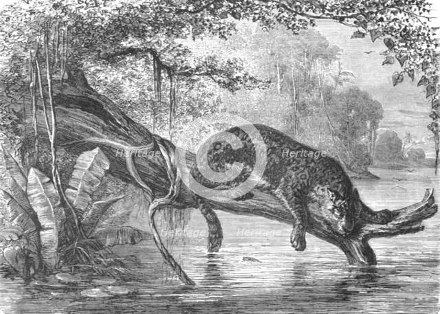 'Jaguar fishing on the banks of the Orinoco; A Journey up the Orinoco', 1875. Creator: Unknown.