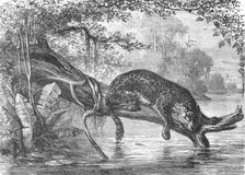 Jaguar fishing on the banks of the Orinoco; A Journey up the Orinoco 1875. Creator: Unknown