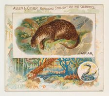 Jaguar, from Quadrupeds series (N41) for Allen & Ginter Cigarettes, 1890. Creator: Allen & Ginter