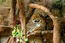 Jaguar, Loro Parque, Tenerife, Canary Islands, 2007. Creator: Peter Thompson