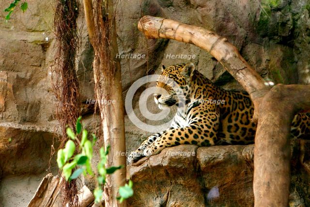 Jaguar, Loro Parque, Tenerife, Canary Islands, 2007. Creator: Peter Thompson.