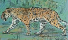 Jaguar Walking, 1903. Creator: John MacAllan Swan