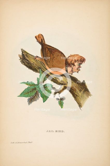 Jail Bird, from The Comic Natural History of the Human Race, 1851. Creators: Henry Louis Stephens, L. Rosenthal.
