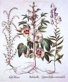 Jamaica Sorrel, Bellflower and Prickly Saltwort, from Hortus Eystettensis by Basil Besler (1561-1
