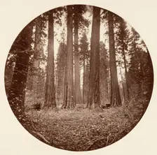 James King of William. Keyston State etc. Calaveras Grove, ca. 1878. Creator: Carleton Emmons Watkins