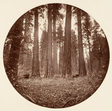James King of William. Keyston State etc. Calaveras Grove, ca. 1878. Creator: Carleton Emmons Watkins