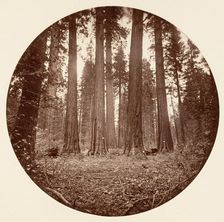 James King of William. Keyston State etc. Calaveras Grove, ca. 1878. Creator: Carleton Emmons Watkins