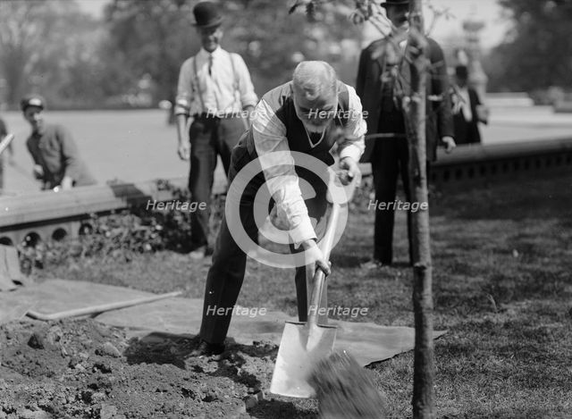 James R. Mann, Rep. from Illinois, Planting Tree At Capitol, 1912. Creator: Harris & Ewing.