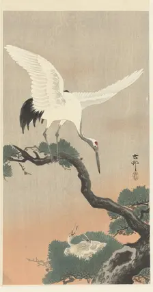 Japanese cranes on branch of pine tree. Creator: Ohara, Koson (1877-1945)