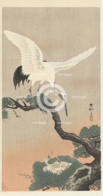 Japanese cranes on branch of pine tree. Creator: Ohara, Koson (1877-1945).