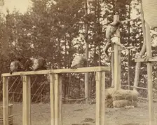 Japanese Criminals Crucified and Beheaded, 1863-1868. Creator: Felice Beato
