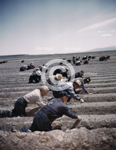 Japanese-American camp, war emergency evac...Tule Lake Relocation Center, Newell, CA, 1942 or 1943. Creator: Unknown.