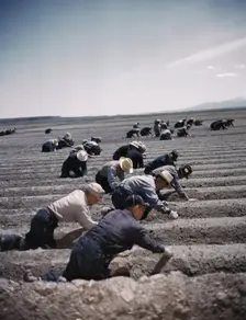 Japanese-American camp, war emergency evac...Tule Lake Relocation Center, Newell, CA, 1942 or 1943. Creator: Unknown