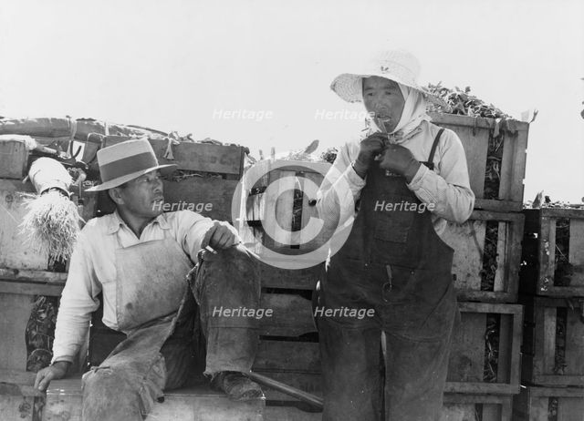 Japanese agricultural workers packing broccoli near Guadalupe, California, 1937. Creator: Dorothea Lange.