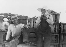 Japanese agricultural workers packing broccoli near Guadalupe, California, 1937. Creator: Dorothea Lange