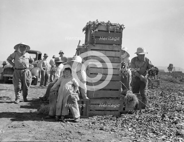 Japanese agricultural workers packing broccoli near Guadalupe, California, 1937. Creator: Dorothea Lange.