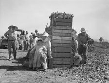 Japanese agricultural workers packing broccoli near Guadalupe, California, 1937. Creator: Dorothea Lange