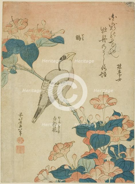 Japanese Grosbeak and Marvel of Peru (Ikaru, oshiroi no hana), from an untitled series...c. 1834. Creator: Hokusai.