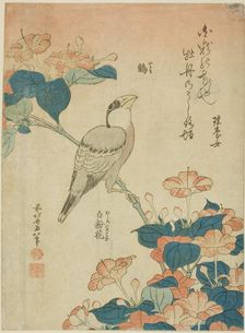 Japanese Grosbeak and Marvel of Peru (Ikaru, oshiroi no hana), from an untitled series...c. 1834. Creator: Hokusai