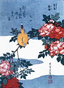 Japanese Finch 19th century. Creator: Hokusai, Katsushika (1760 -1849)