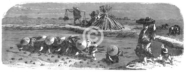 'Japanese in the Rice-field; A European Sojourn in Japan', 1875. Creator: Unknown.
