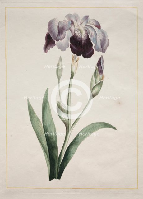 Japanese Iris (Large Blue Iris), 1801. Creator: John Edwards (British).
