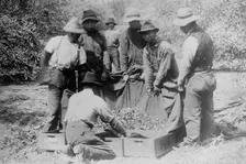 Japanese on fruit farm, California, between c1910 and c1915. Creator: Bain News Service