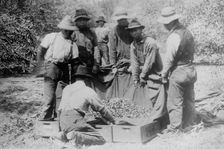 Japanese on fruit farm, California, between c1910 and c1915. Creator: Bain News Service