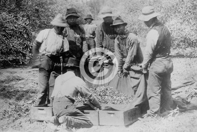 Japanese on fruit farm, California, between c1910 and c1915. Creator: Bain News Service.