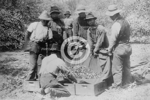 Japanese on fruit farm, California, between c1910 and c1915. Creator: Bain News Service.