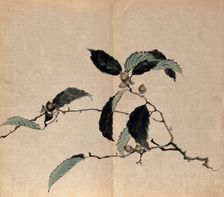 Japanese oak (Quercus mongolica): tree branch with acorns. Creator: Unknown