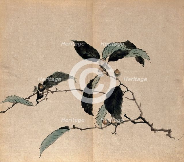 Japanese oak (Quercus mongolica): tree branch with acorns. Creator: Unknown.