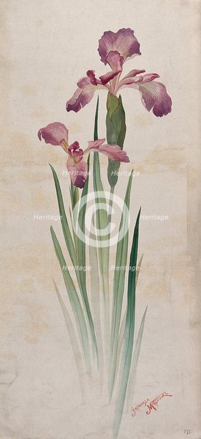Japanese matsuzaki iris (Iris kaempferi cv): mauve flowers and leaves. Creator: Unknown.
