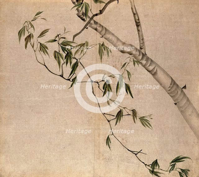Japanese maple (Acer palmatum): branch with leaves. Creator: Unknown.