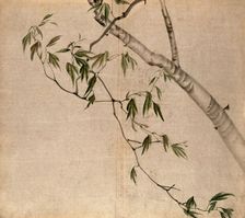 Japanese maple (Acer palmatum): branch with leaves. Creator: Unknown