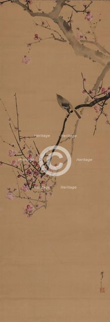Japanese nightingale, on a red plum branch, 1910. Creator: Seitei (Shotei); Watanabe (1851-1918).