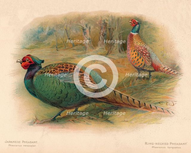 'Japanese Pheasant (Phasaianus versicolor), Ring-Necked Pheasant (Phasaianus torquatus)', 1900, (190 Artist: Charles Whymper.