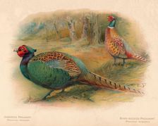 Japanese Pheasant (Phasaianus versicolor), Ring-Necked Pheasant (Phasaianus torquatus) 1900, (190 Artist: Charles Whymper