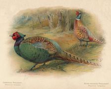 Japanese Pheasant (Phasaianus versicolor), Ring-Necked Pheasant (Phasaianus torquatus) 1900, (190 Artist: Charles Whymper