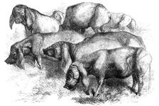 Japanese Pigs, 1862. Creator: Harrison Weir