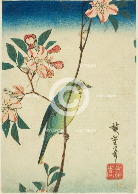 Japanese white-eye on flowering branch, 1830s-1840s. Creator: Ando Hiroshige.