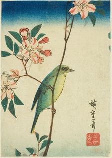 Japanese white-eye on flowering branch, 1830s-1840s. Creator: Ando Hiroshige