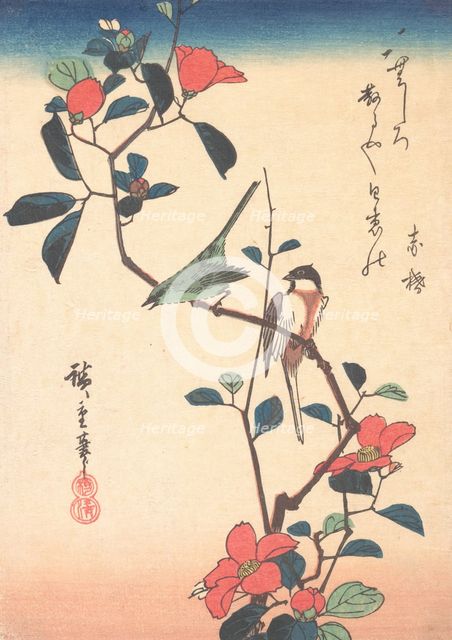 Japanese White-eye and Titmouse on a Camellia Branch, ca. 1840., ca. 1840. Creator: Ando Hiroshige.